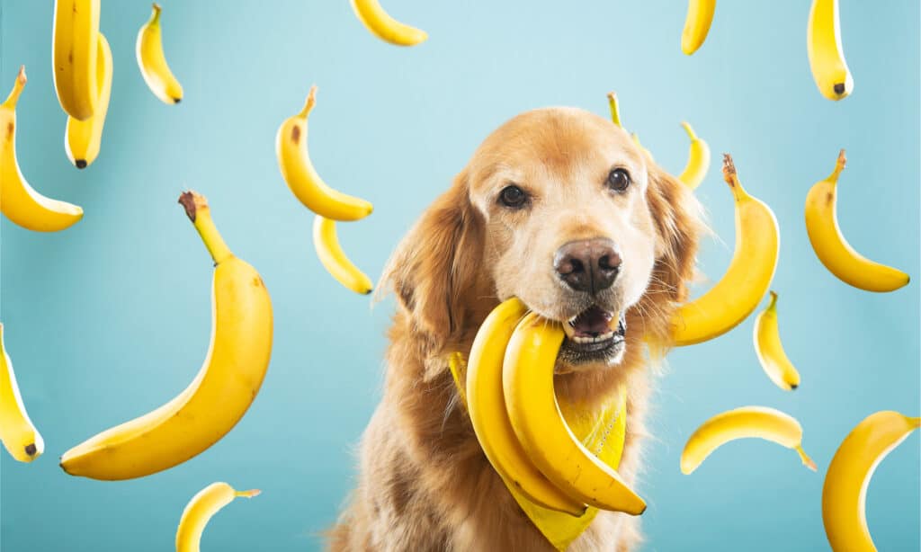 Can Dogs Eat Bananas? Everything You Need to Know