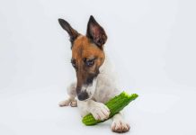 Can Dogs Eat Cucumbers?
