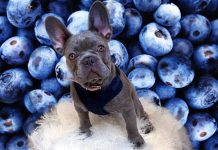 Can Dogs Eat Blueberries?
