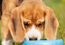 Can Puppies Eat Adult Dog Food?