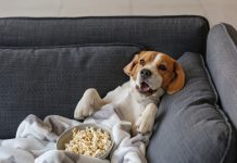Can Dogs Eat Popcorn?