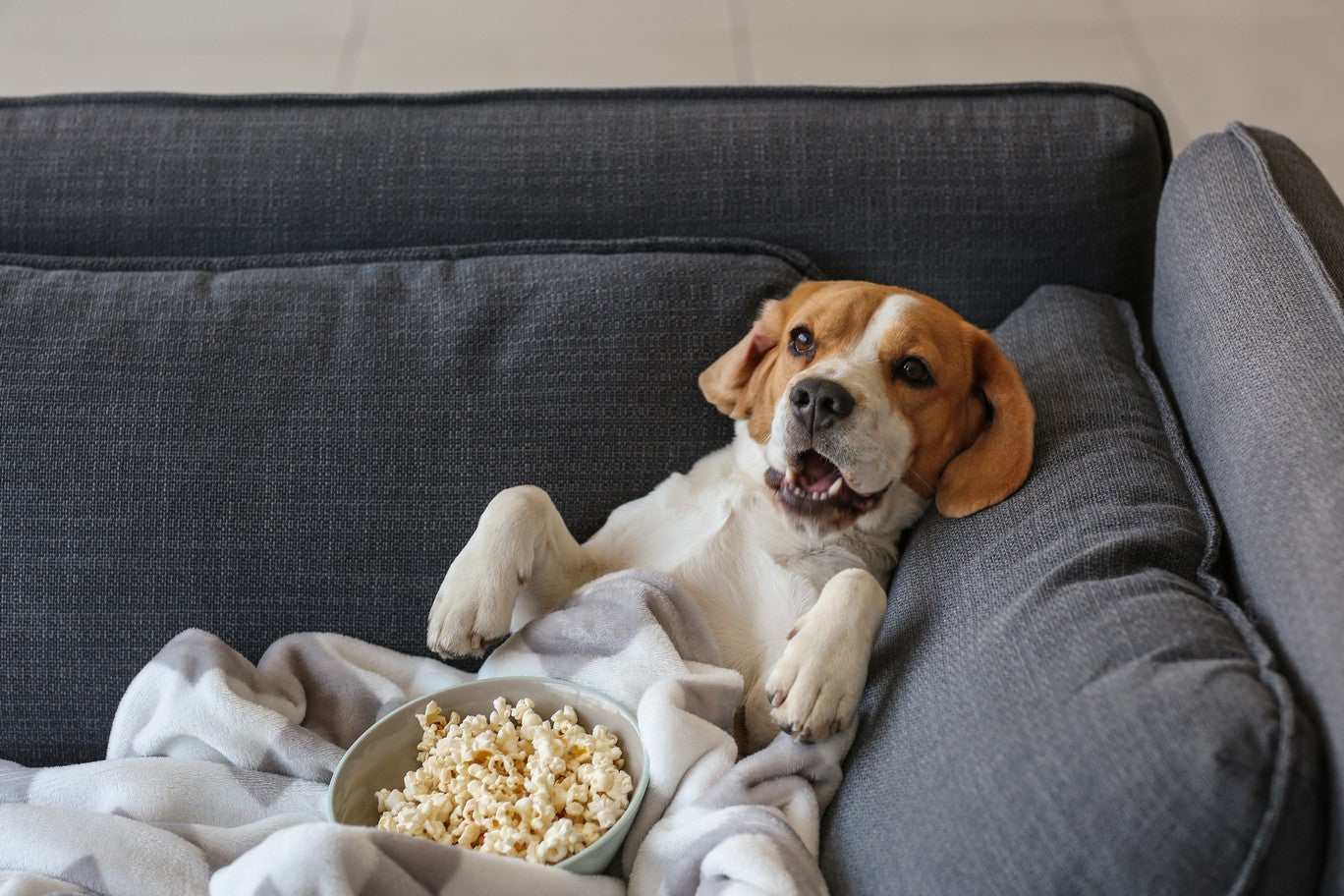 How much popcorn can I give my dog?